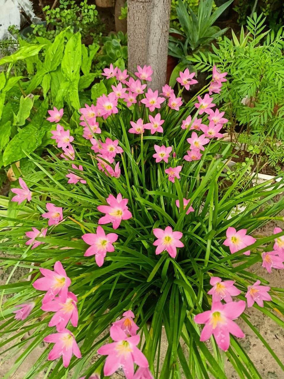 Pink rain lilies blooming in garden