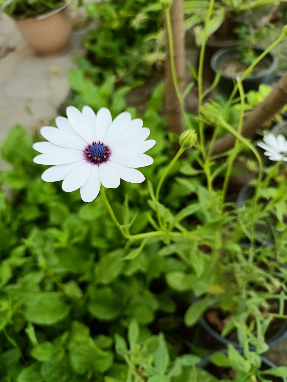 A single white daisy with purple centre