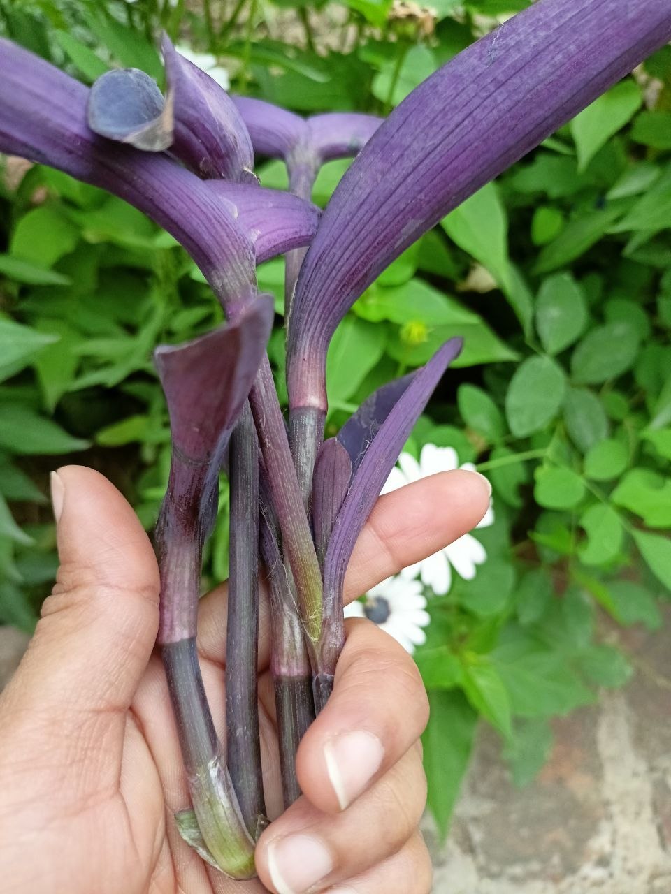 Cut purple plant stems held in a hand